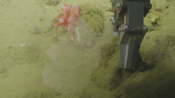 Media type: image;   Invertebrate Zoology 139331